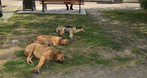 В Сухуме запрещен отстрел безнадзорных животных