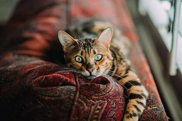Почему кошки дерут мебель и дерево