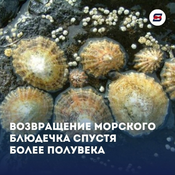 В Черное море вернулось Морское блюдечко