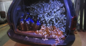 Сочинская таможня пресекла вывоз более 400 килограммов меда из Абхазии
