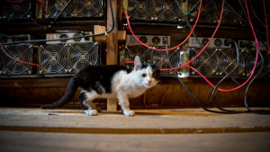 Ферму для добычи криптовалют обнаружили в селе Гуада