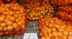 Из Абхазии в Россию экспортировано более 55 тысяч тонн цитрусовых