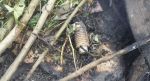 Четыре боеприпаса от подствольного гранатомета обнаружили сотрудники МЧС в Сухуме