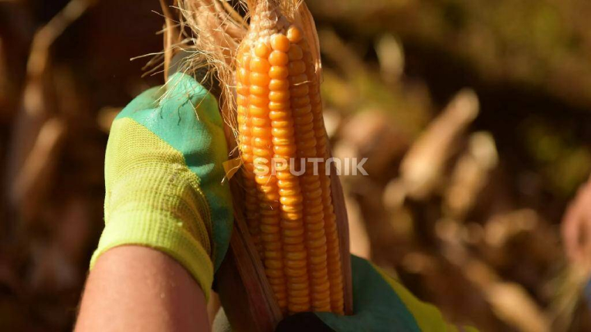 Около 70% урожая кукурузы не удастся собрать из-за засухи в Гудаутском районе