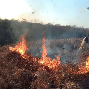 Сухостой загорелся в Очамчырском районе