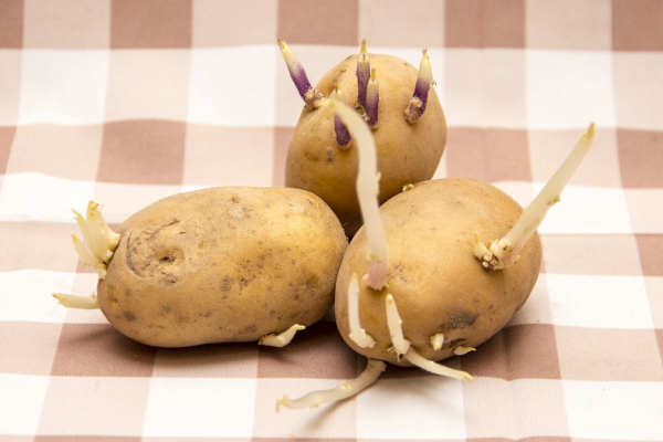 Россиян предупредили о смертельно опасном картофеле