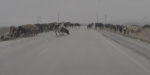 Коровы на льду в российском регионе попали на видео