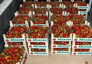 Абхазия увеличила объем экспорта клубники и томатов в Россию
