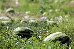 В Абхазии сократился урожай бахчевых культур