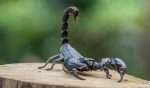 Может ли скорпион ужалить сам себя?