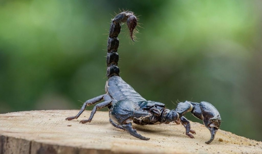 Может ли скорпион ужалить сам себя?