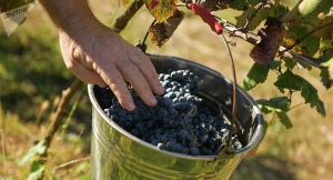 Гудаутский район потерял больше половины урожая винограда из-за непогоды