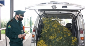 Более двух тонн мимозы без документов выявлено на российско-абхазской границе