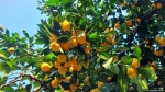 Почему застопорился экспорт абхазских мандаринов?
