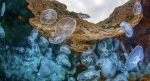 Аурелия и корнерот: почему не стоит бояться медуз у берегов Абхазии