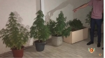 На территории одного из гостиничных комплексов в Гудаутском районе изъяты наркосодержащие растения