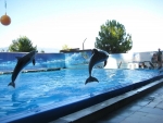 Пицундский дельфинарий переехал в Гагру