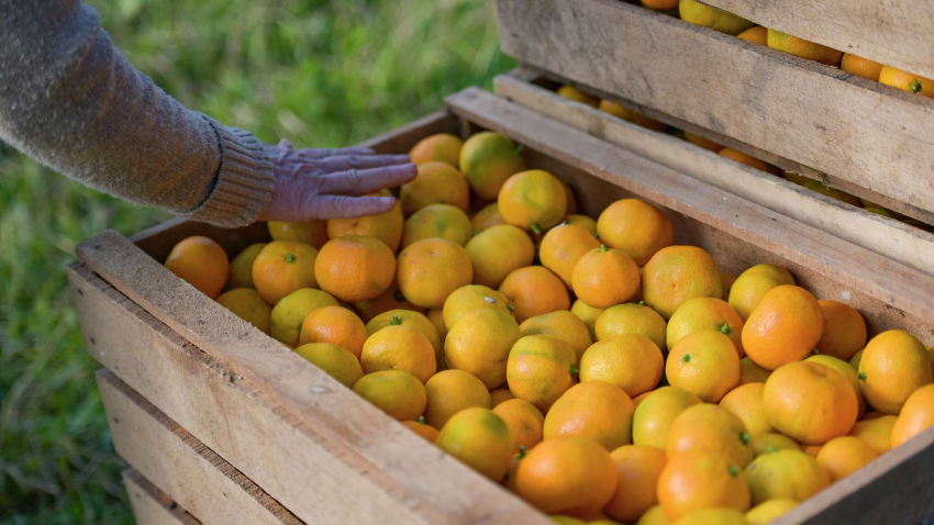 Зачем в Абхазию завезли тонну мандаринов в августе