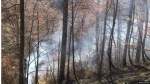 Предновогодние лесные пожары в Абхазии становятся традицией?