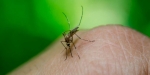 Сколько раз может укусить один и тот же комар?