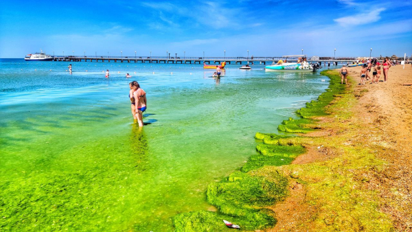 Море на популярном курорте России окрасилось в ядовито-зеленый цвет