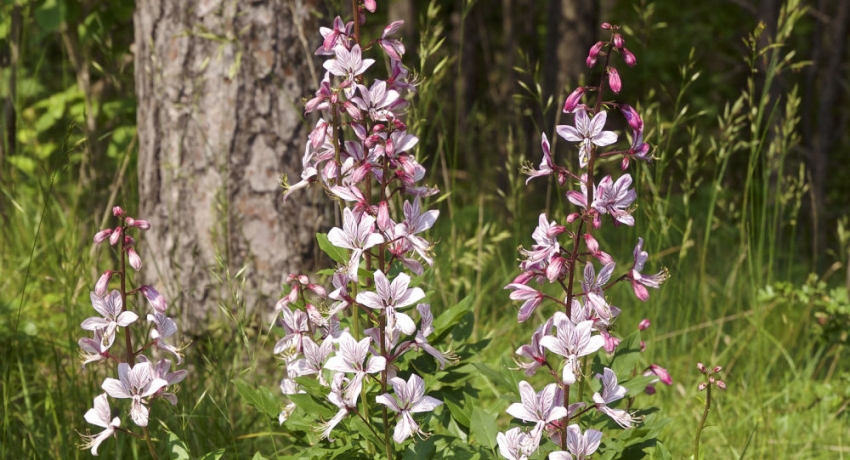 Эксперты предупредили о цветении опасного растения в горах Кавказа
