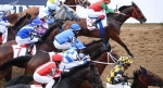 Абхазские лошади победили на соревнованиях в Ростове-на-Дону