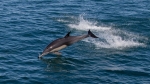 Эколог объяснил причины гибели дельфинов у берегов Абхазии