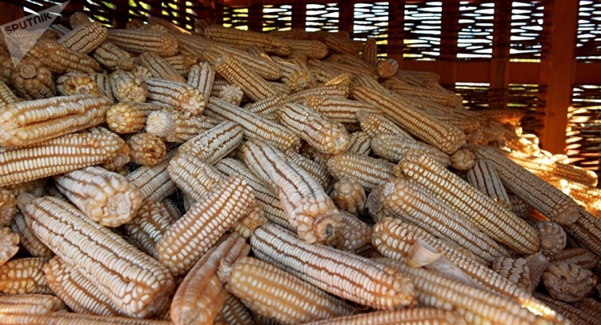 Помог карантин: пятилетний рекорд по урожаю кукурузы побит в Гудаутском районе