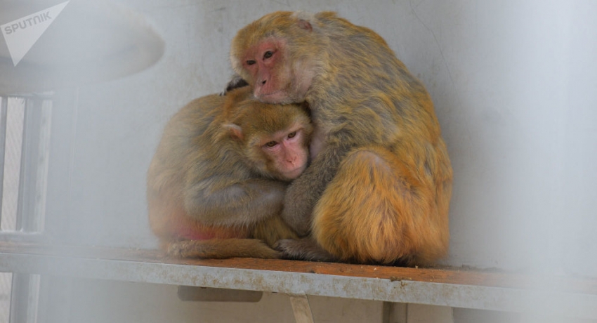 Без туристов будет сложно: как коронавирус отразится на Сухумском обезьяньем питомнике