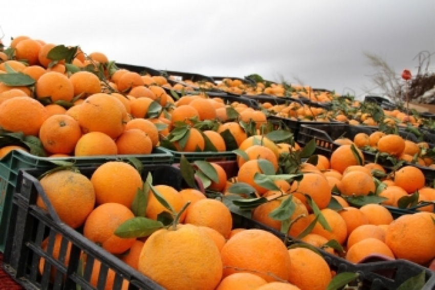 Из Абхазии в Россию уже экспортировано более 11 тысяч тонн цитрусовых плодов